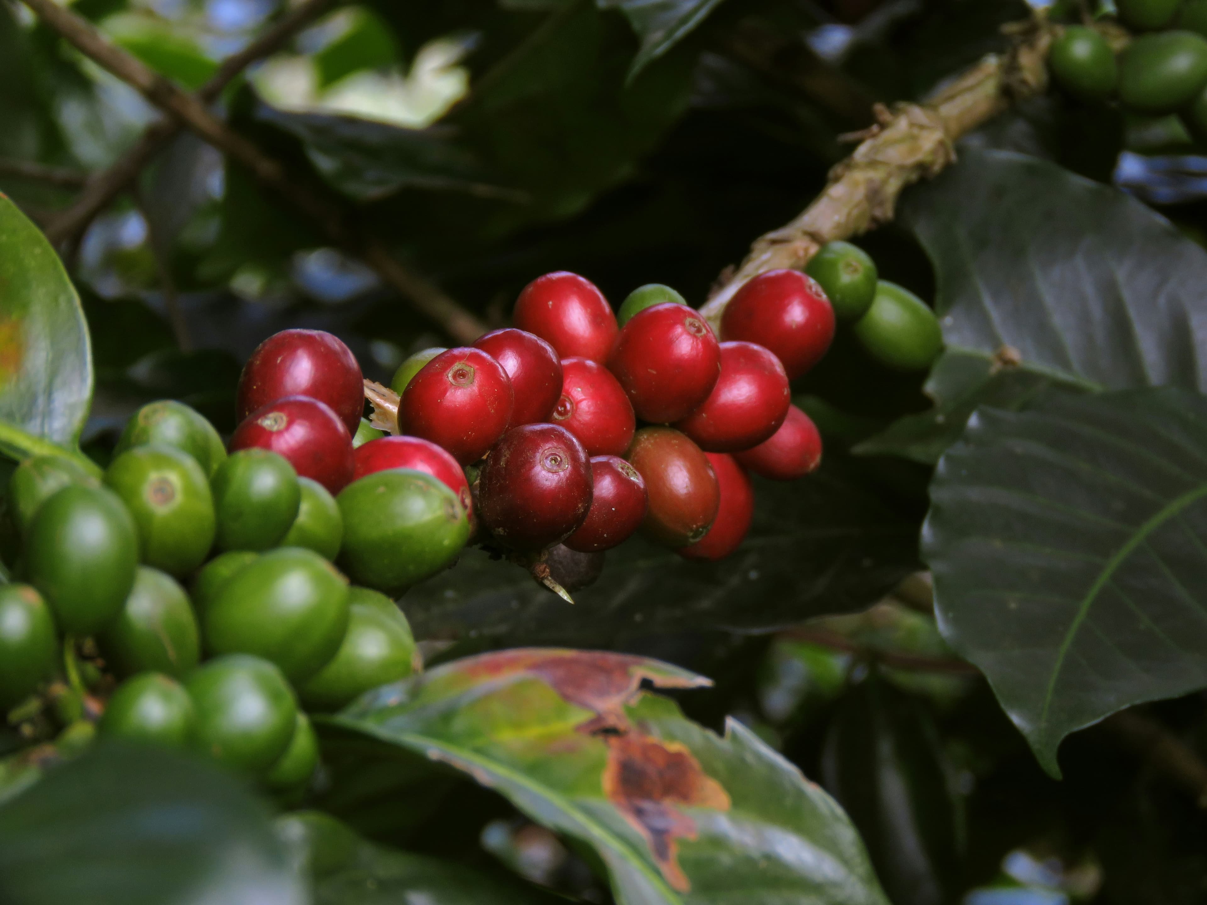 Café maduro del Eje Cafetero