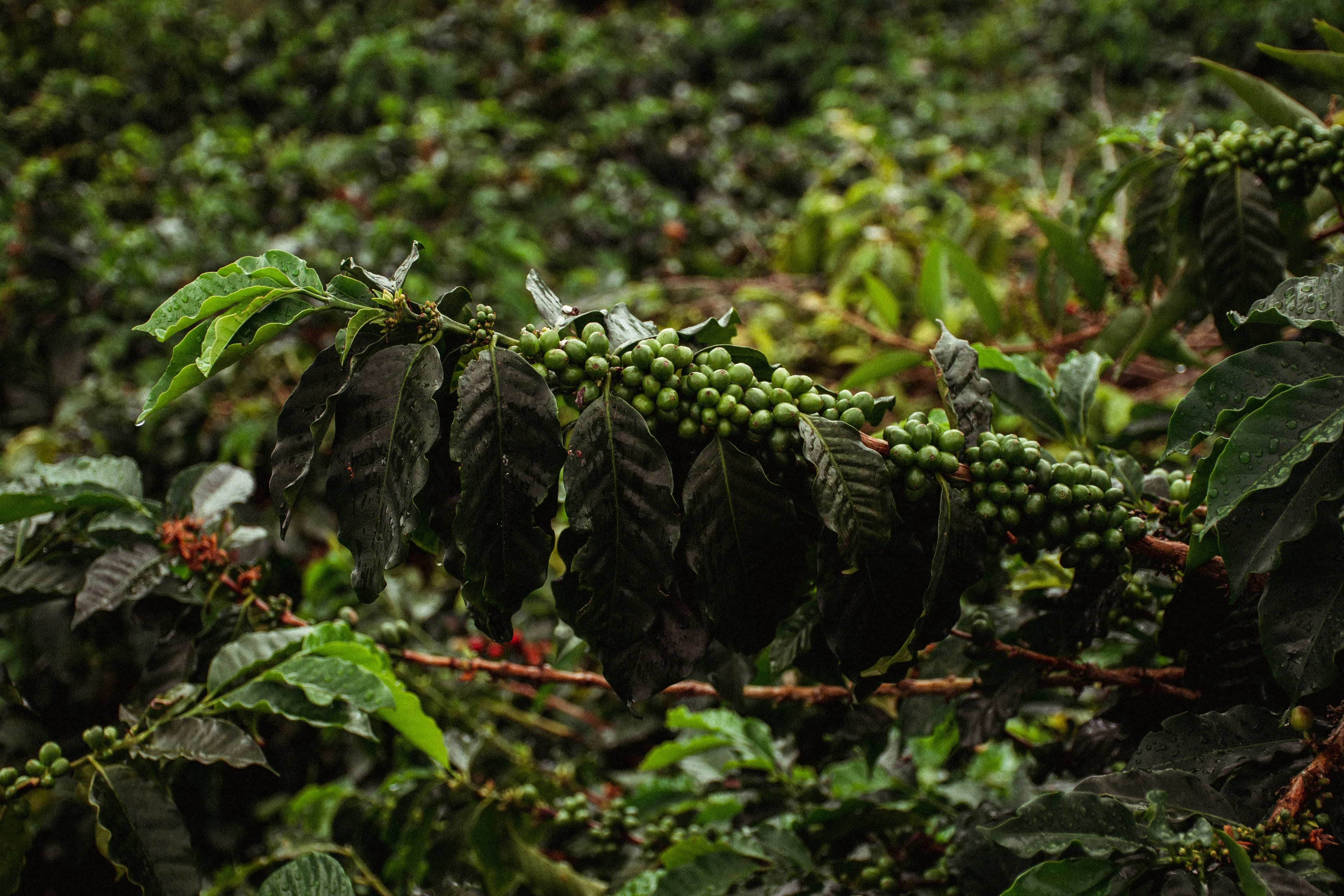 Café colombiano